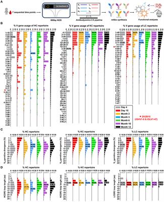 Development of a Potent and Protective Germline-Like Antibody Lineage Against Zika Virus in a Convalescent Human